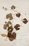 Kedrostis leloja