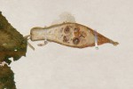 Kedrostis leloja