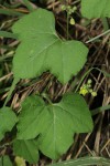 Kedrostis leloja