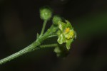 Kedrostis leloja