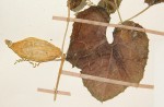 Kedrostis leloja