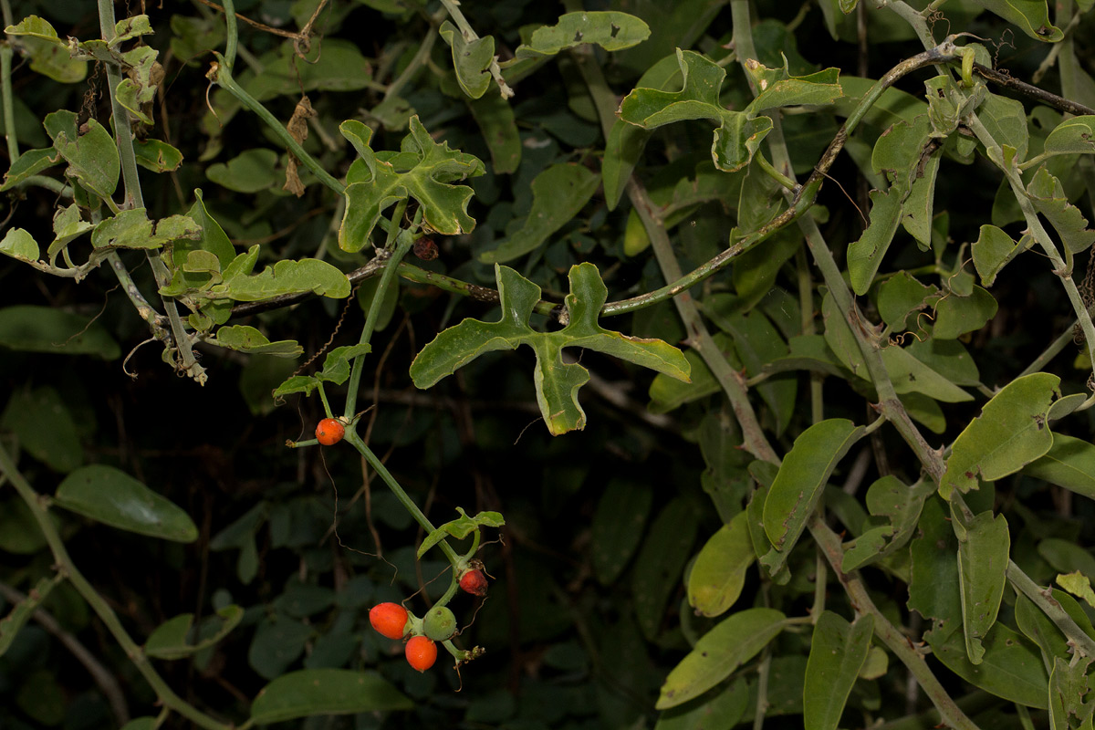 Corallocarpus bainesii Corallocarpus bainesii