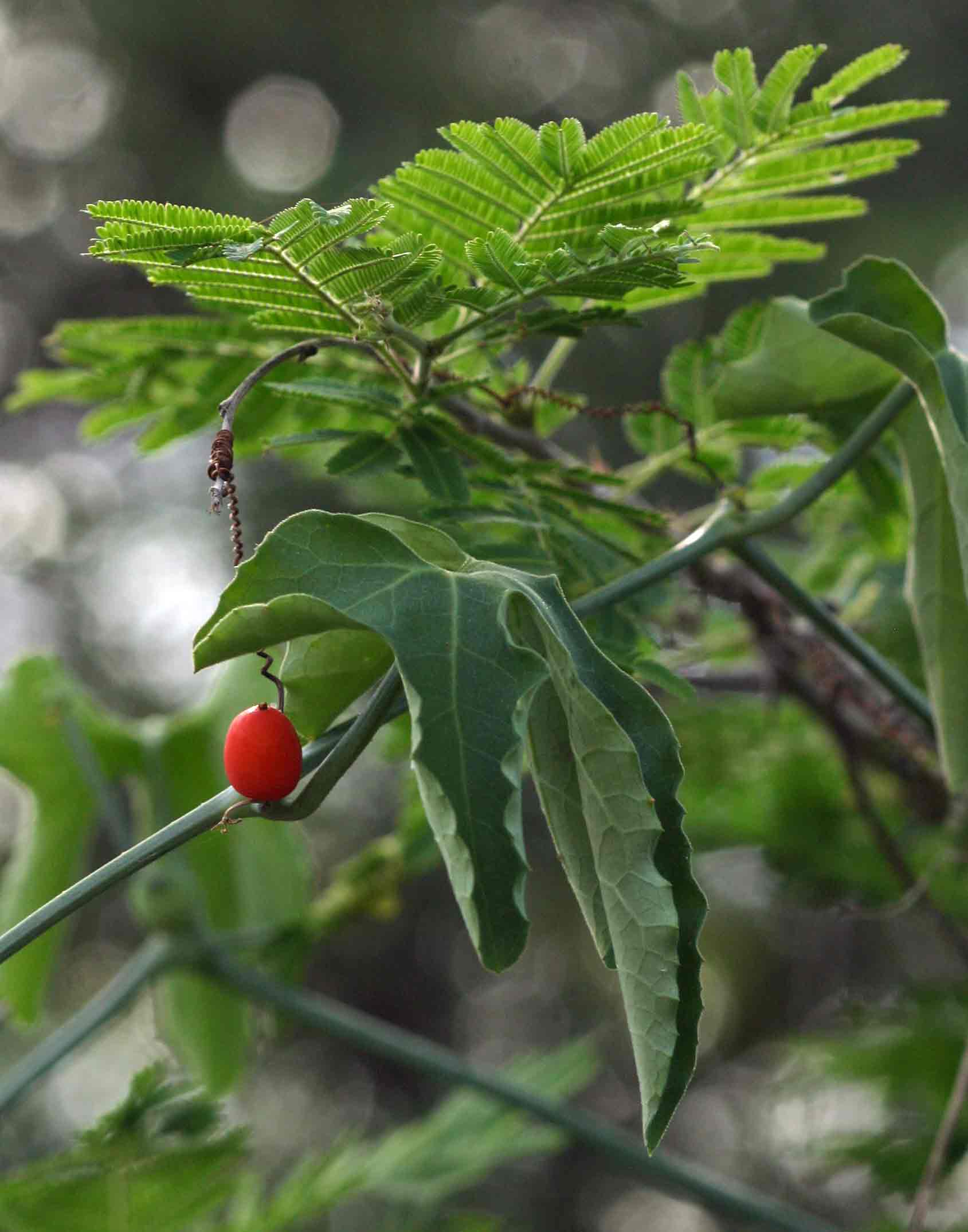 Corallocarpus bainesii Corallocarpus bainesii