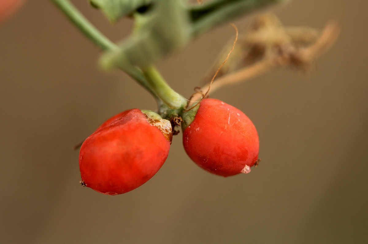 Corallocarpus bainesii