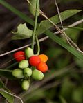 Corallocarpus bainesii