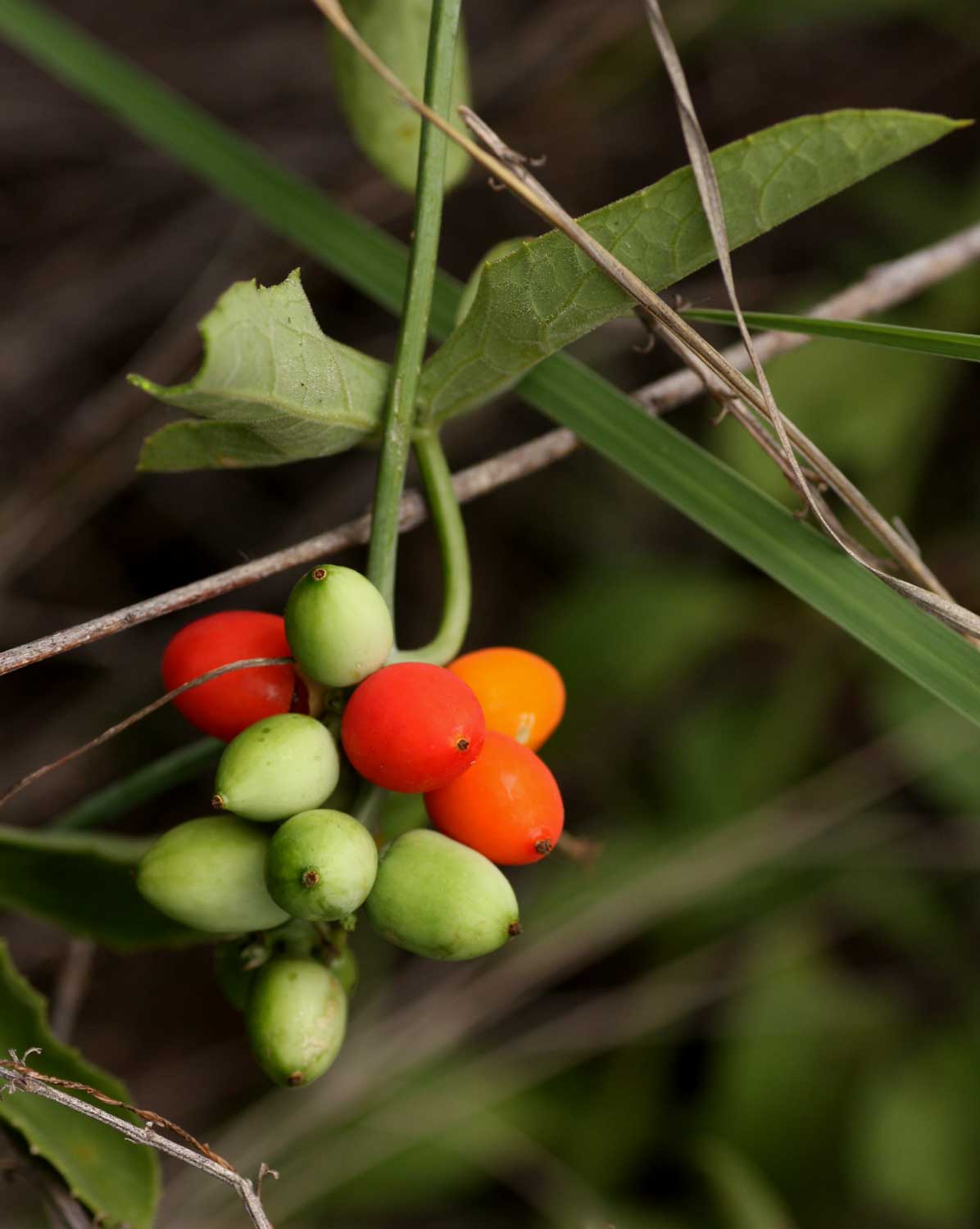 Corallocarpus bainesii Corallocarpus bainesii