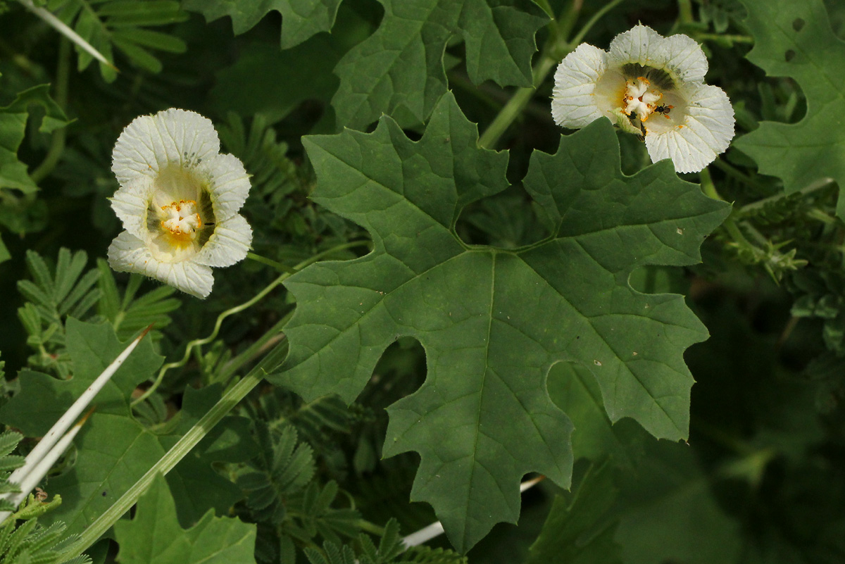Momordica balsamina Momordica balsamina