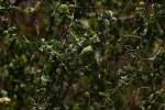 Momordica balsamina