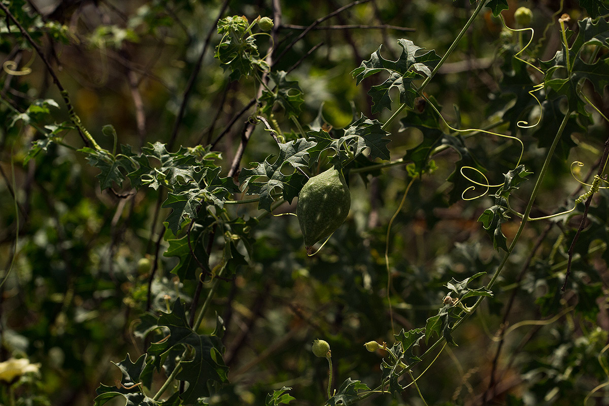 Momordica balsamina Momordica balsamina