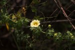 Momordica balsamina