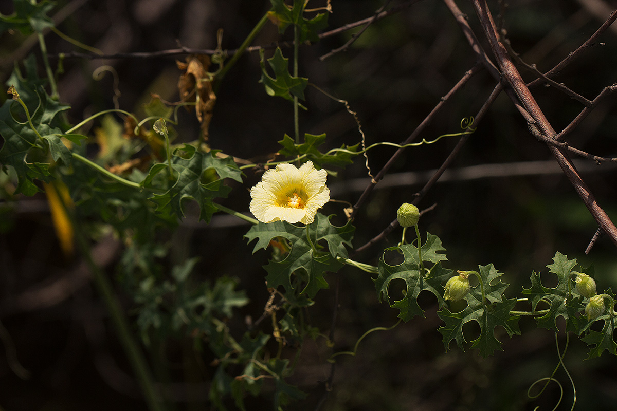 Momordica balsamina