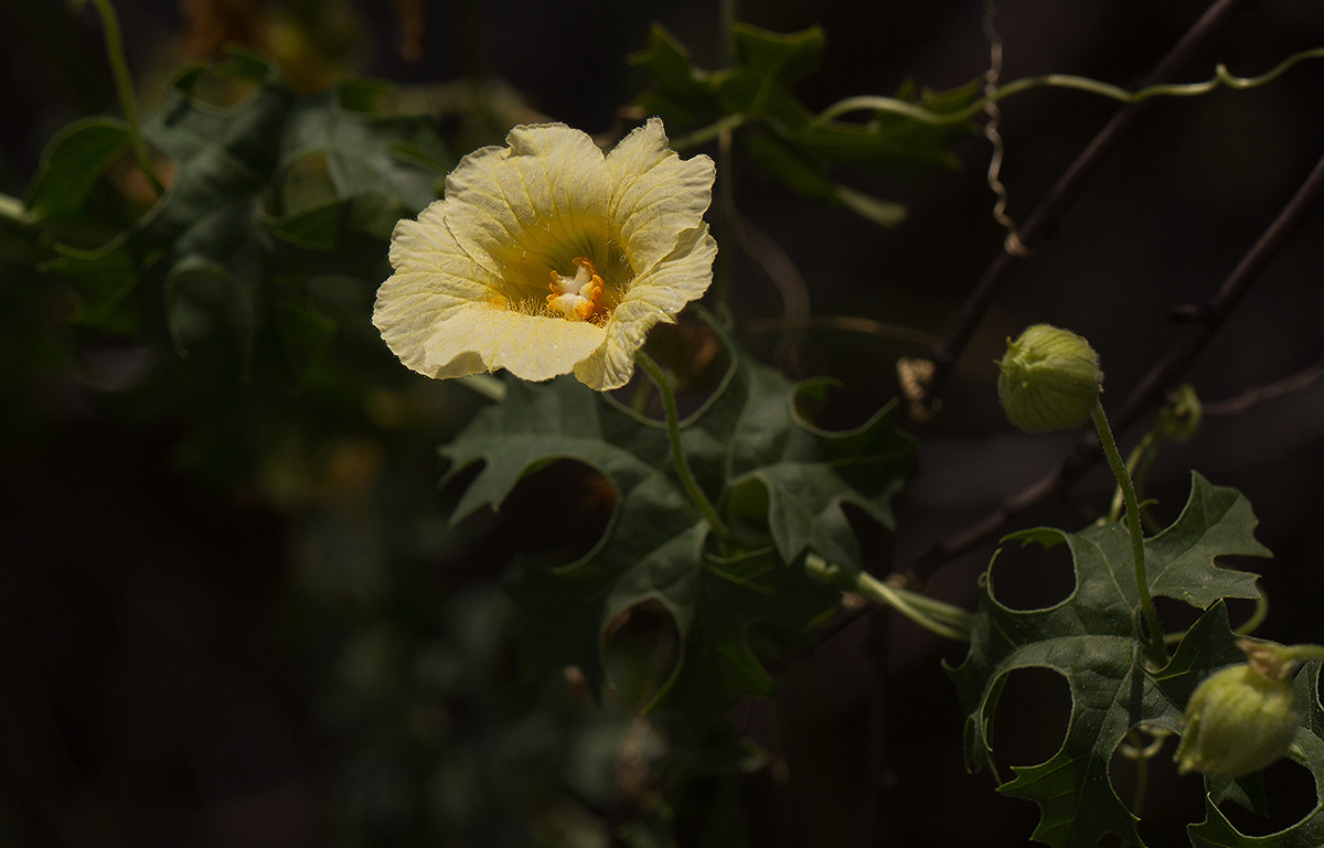 Momordica balsamina Momordica balsamina