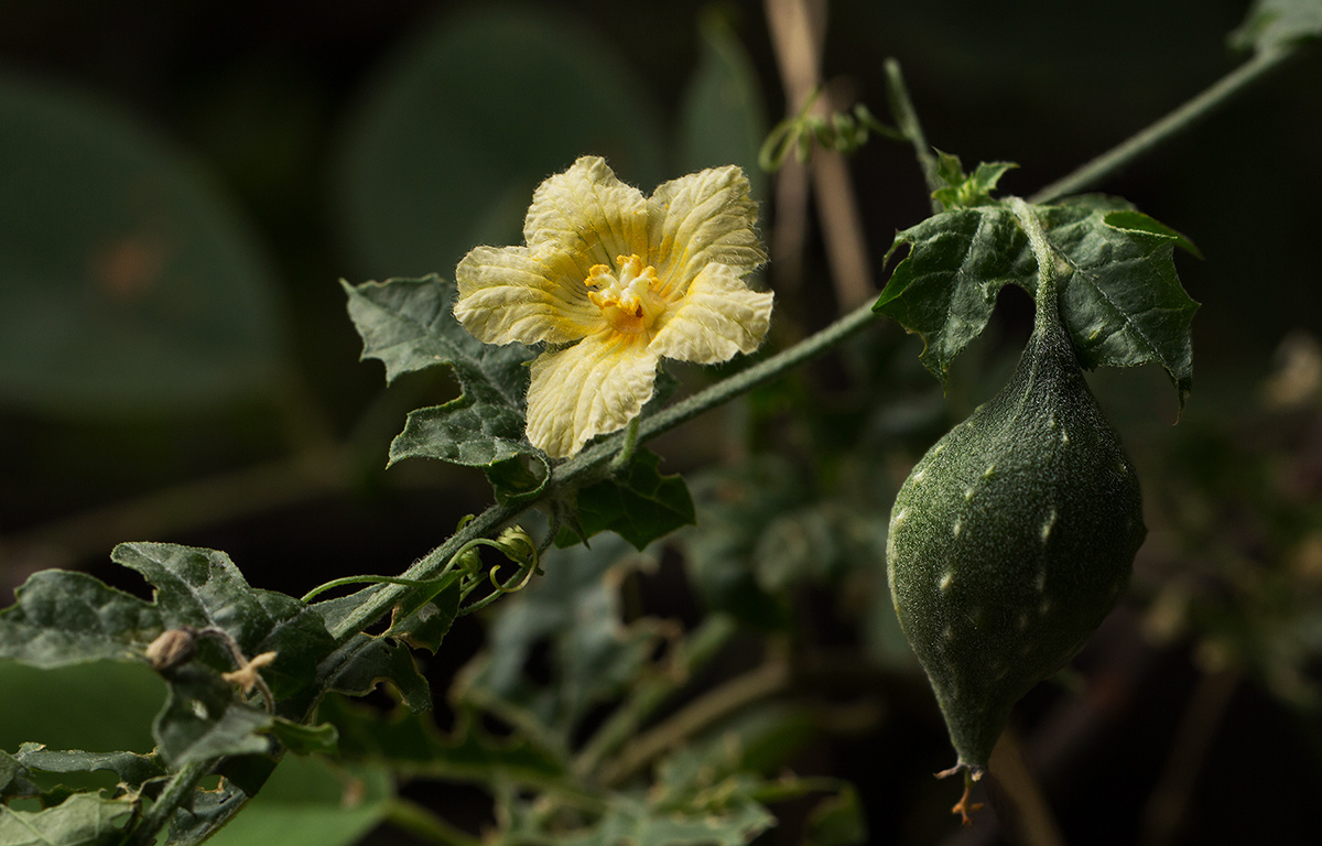 Momordica balsamina Momordica balsamina