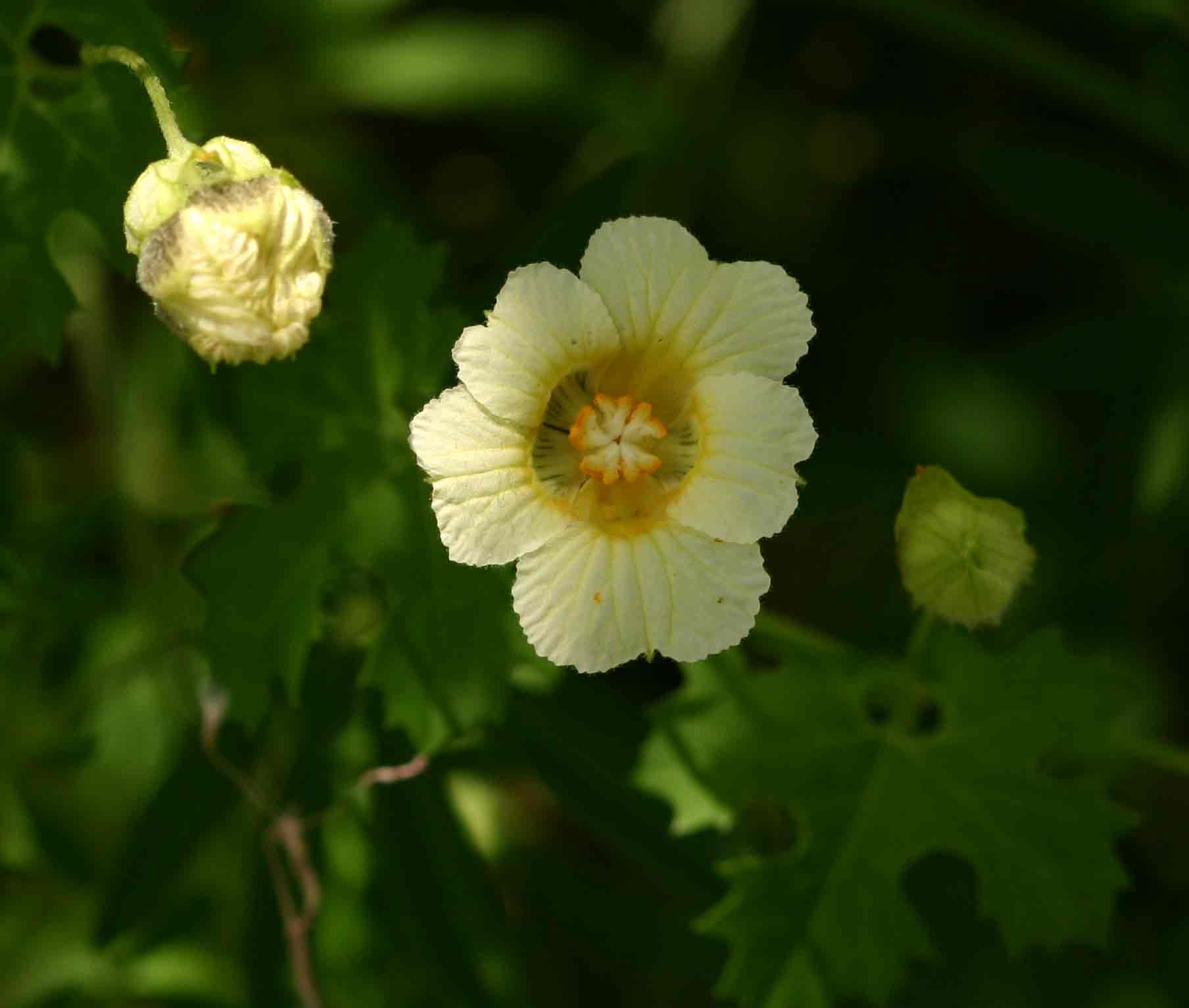 Momordica balsamina Momordica balsamina