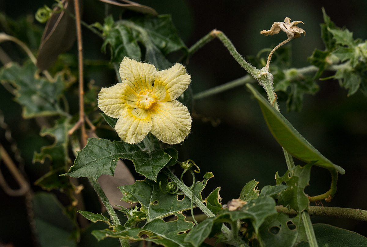 Momordica balsamina Momordica balsamina