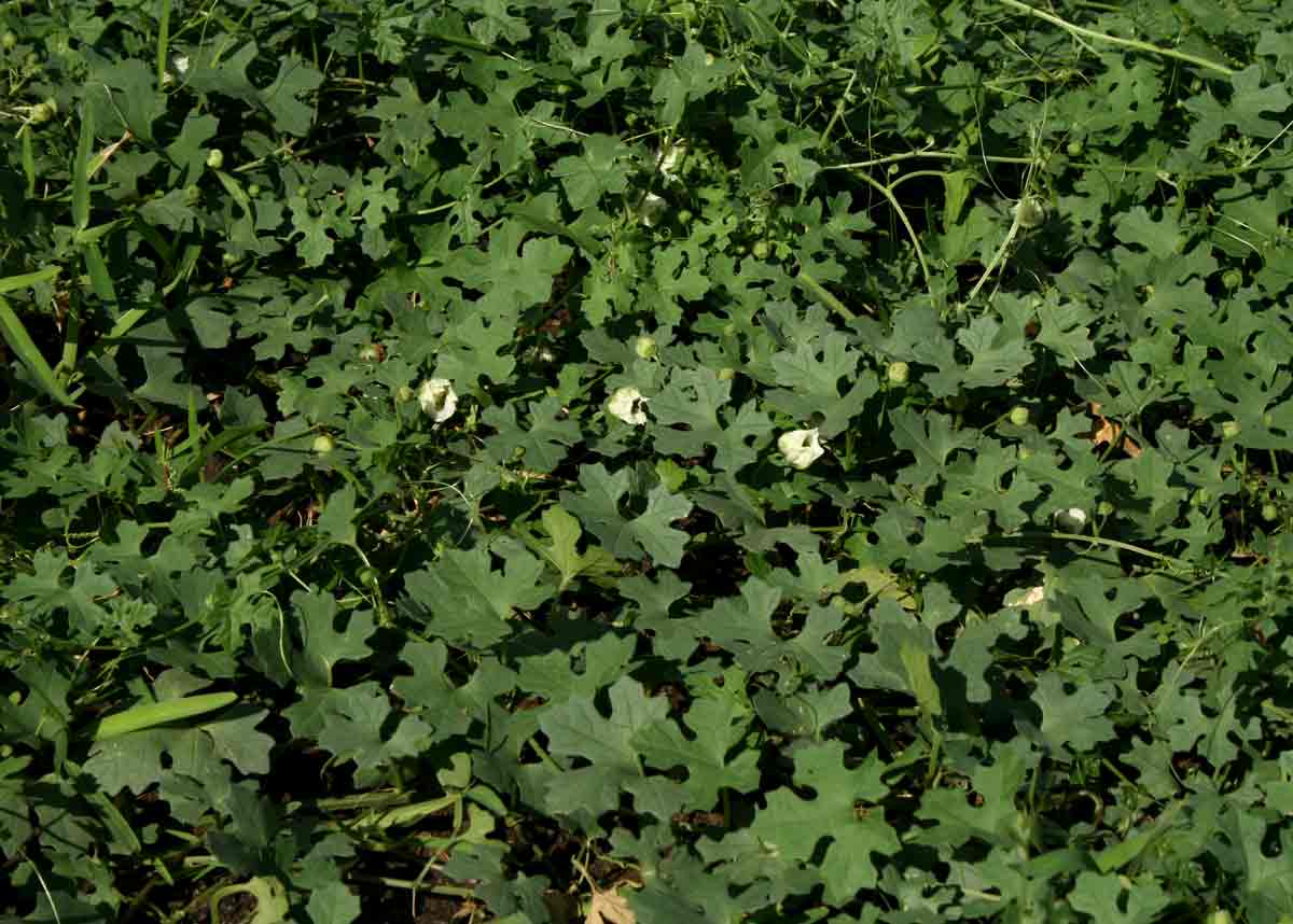 Momordica balsamina Momordica balsamina