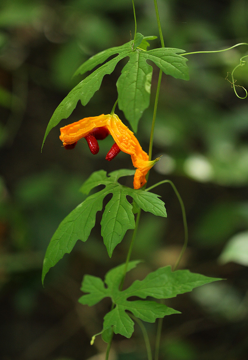 Momordica charantia subsp. charantia Momordica charantia subsp. charantia