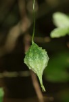 Momordica charantia subsp. charantia
