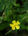 Momordica charantia subsp. charantia