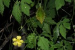 Momordica charantia subsp. charantia