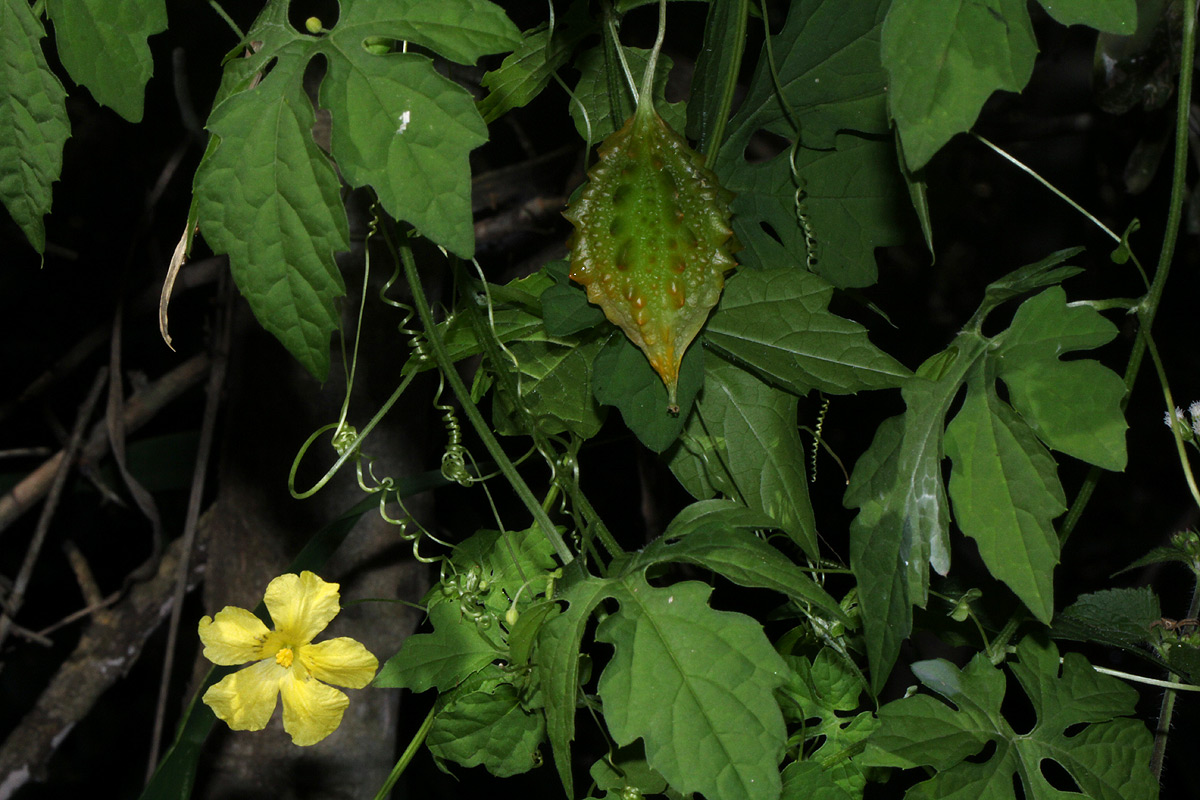 Momordica charantia subsp. charantia Momordica charantia subsp. charantia