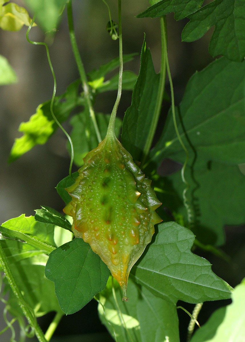 Momordica charantia subsp. charantia Momordica charantia subsp. charantia