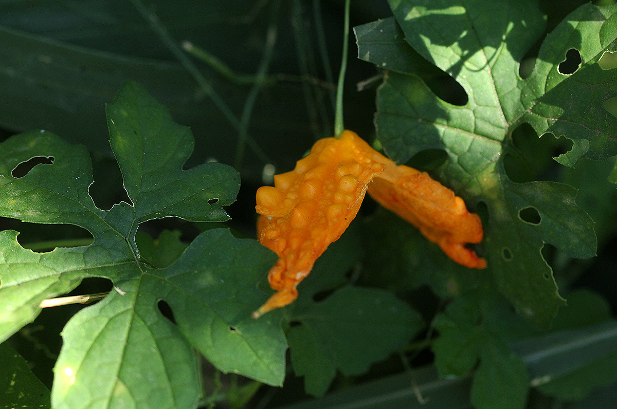 Momordica charantia subsp. charantia Momordica charantia subsp. charantia