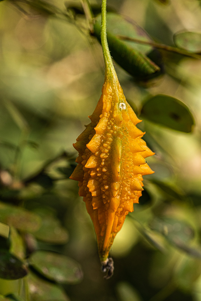 Momordica charantia subsp. charantia Momordica charantia subsp. charantia
