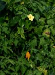 Momordica charantia subsp. charantia