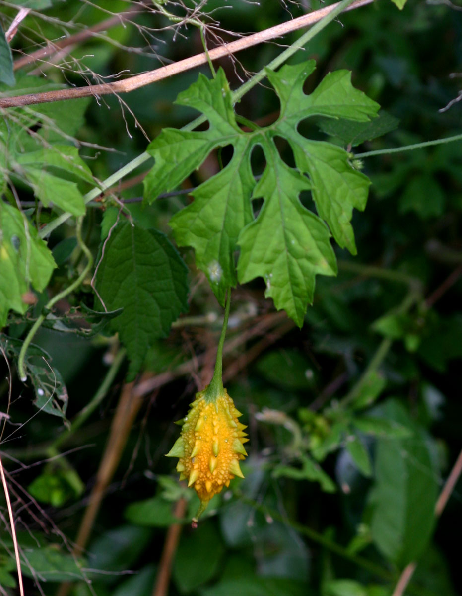 Momordica charantia subsp. charantia Momordica charantia subsp. charantia