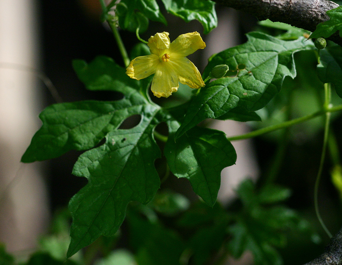 Momordica charantia subsp. charantia Momordica charantia subsp. charantia