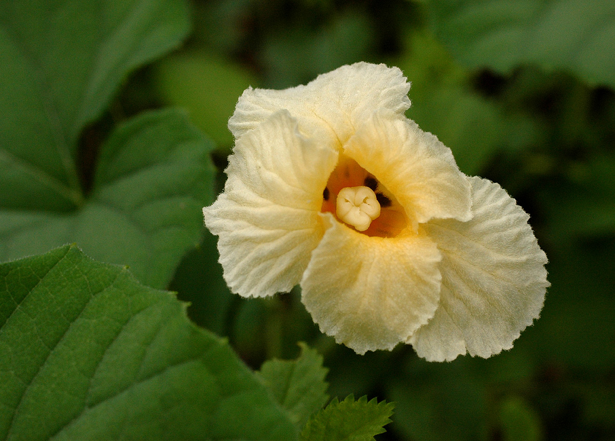 Momordica foetida Momordica foetida