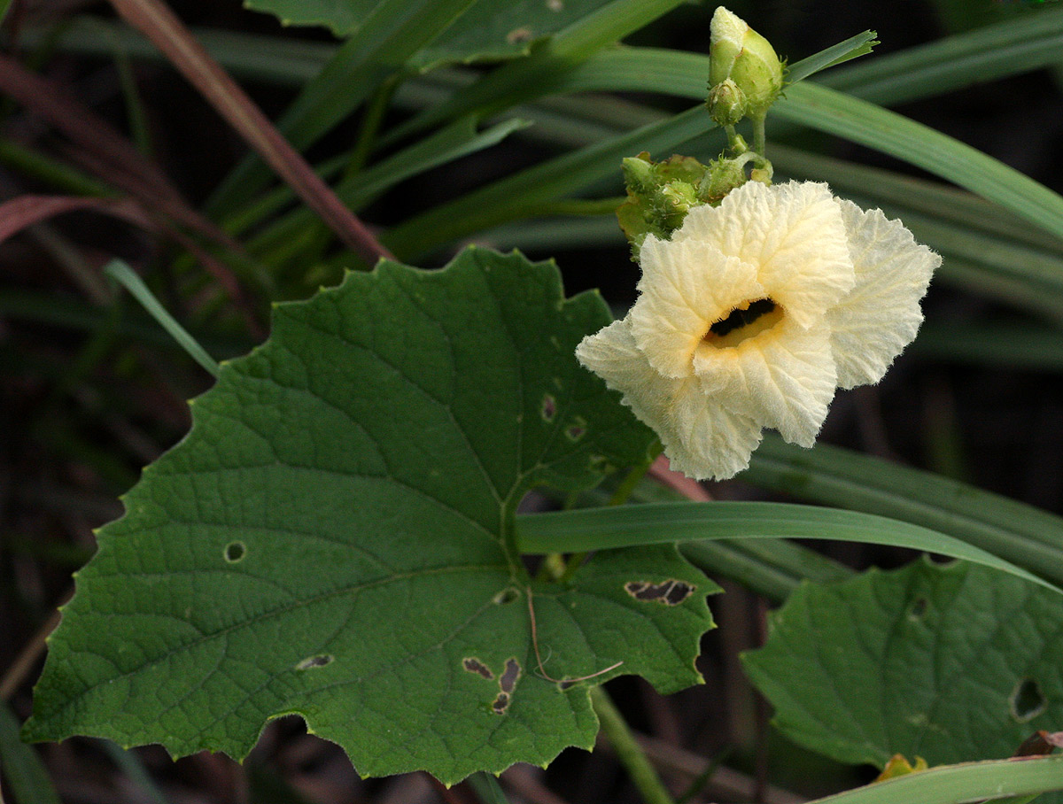 Momordica foetida Momordica foetida