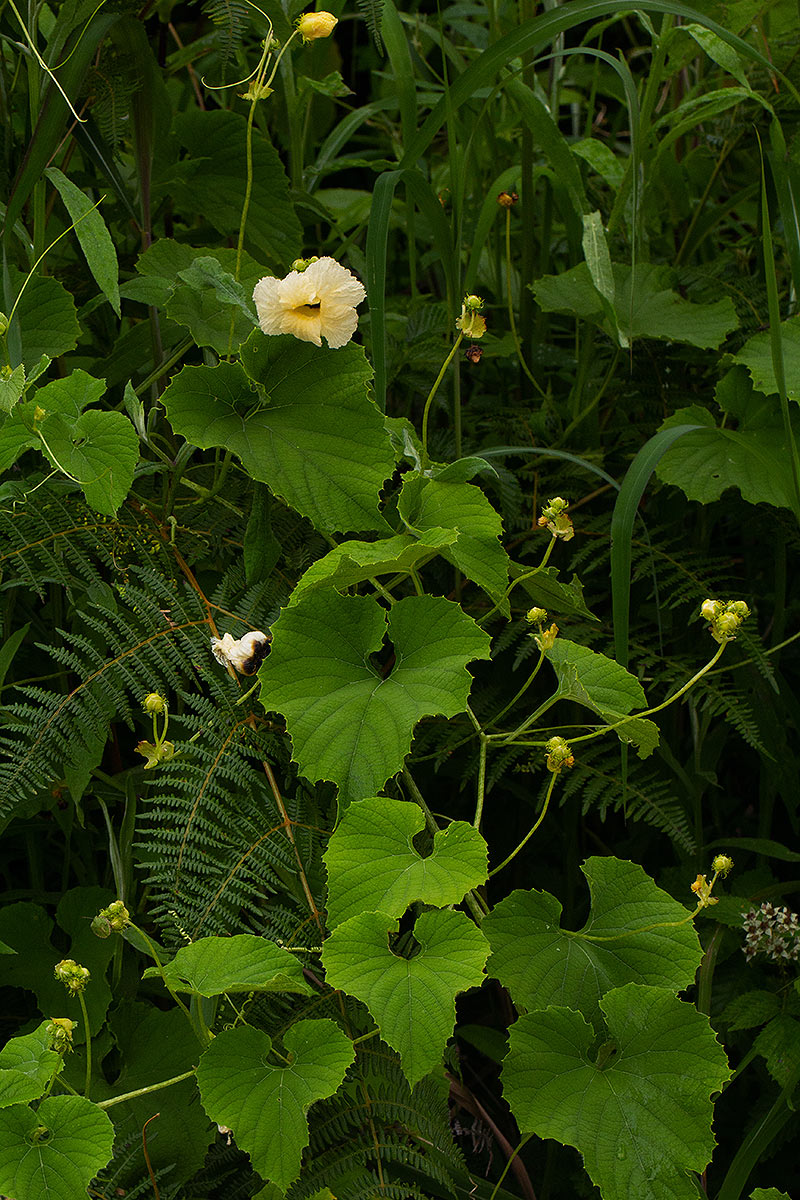 Momordica foetida Momordica foetida