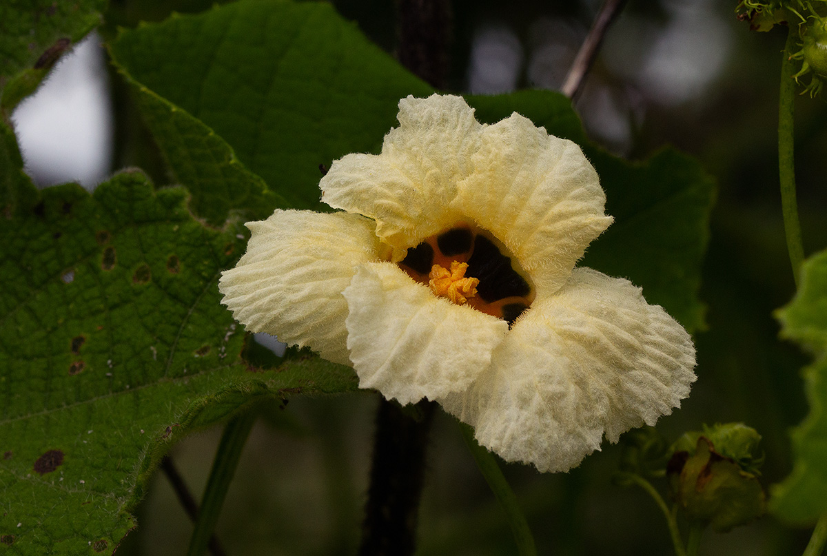 Momordica foetida Momordica foetida