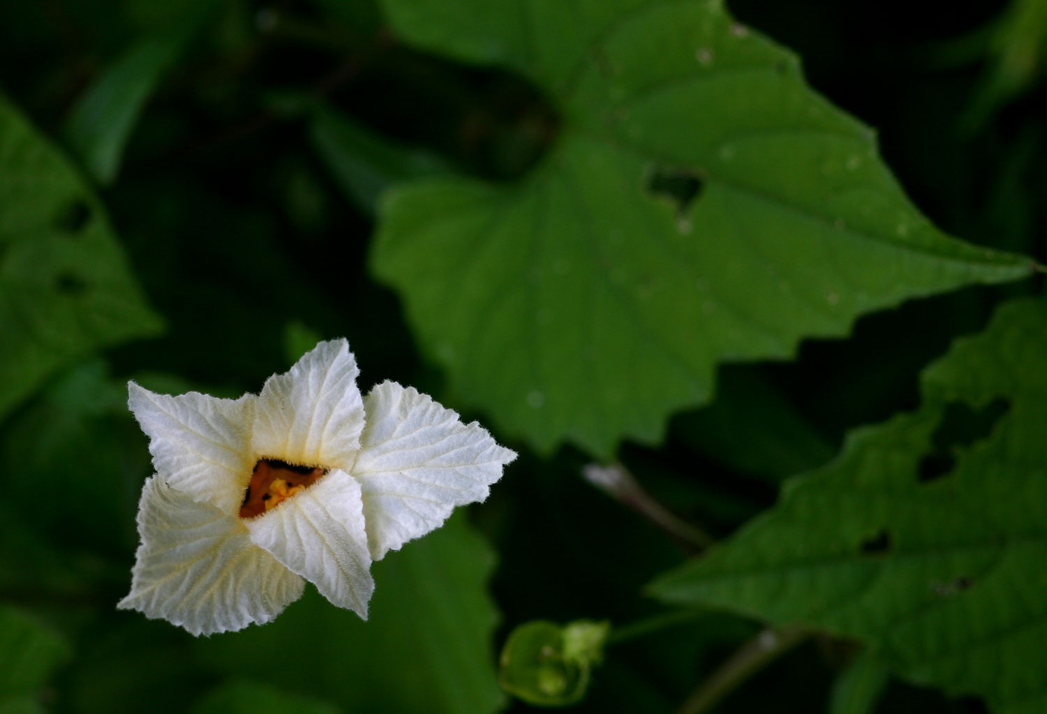Momordica foetida Momordica foetida