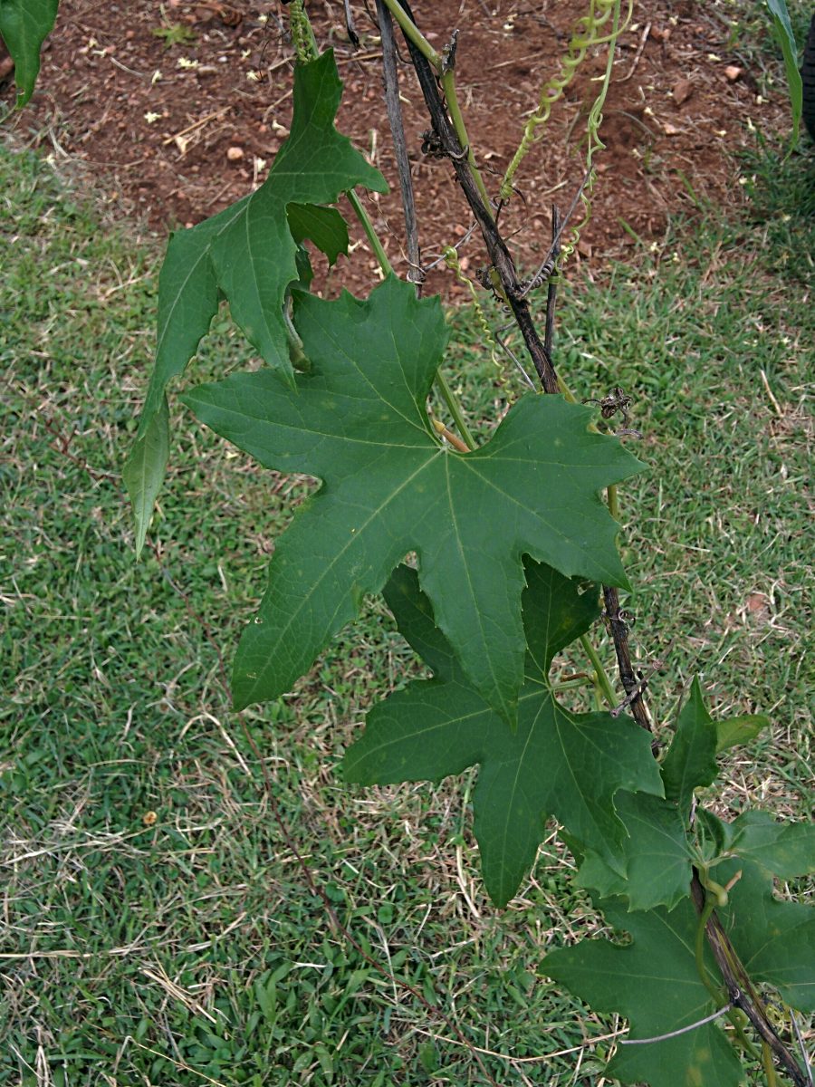 Luffa cylindrica Luffa cylindrica
