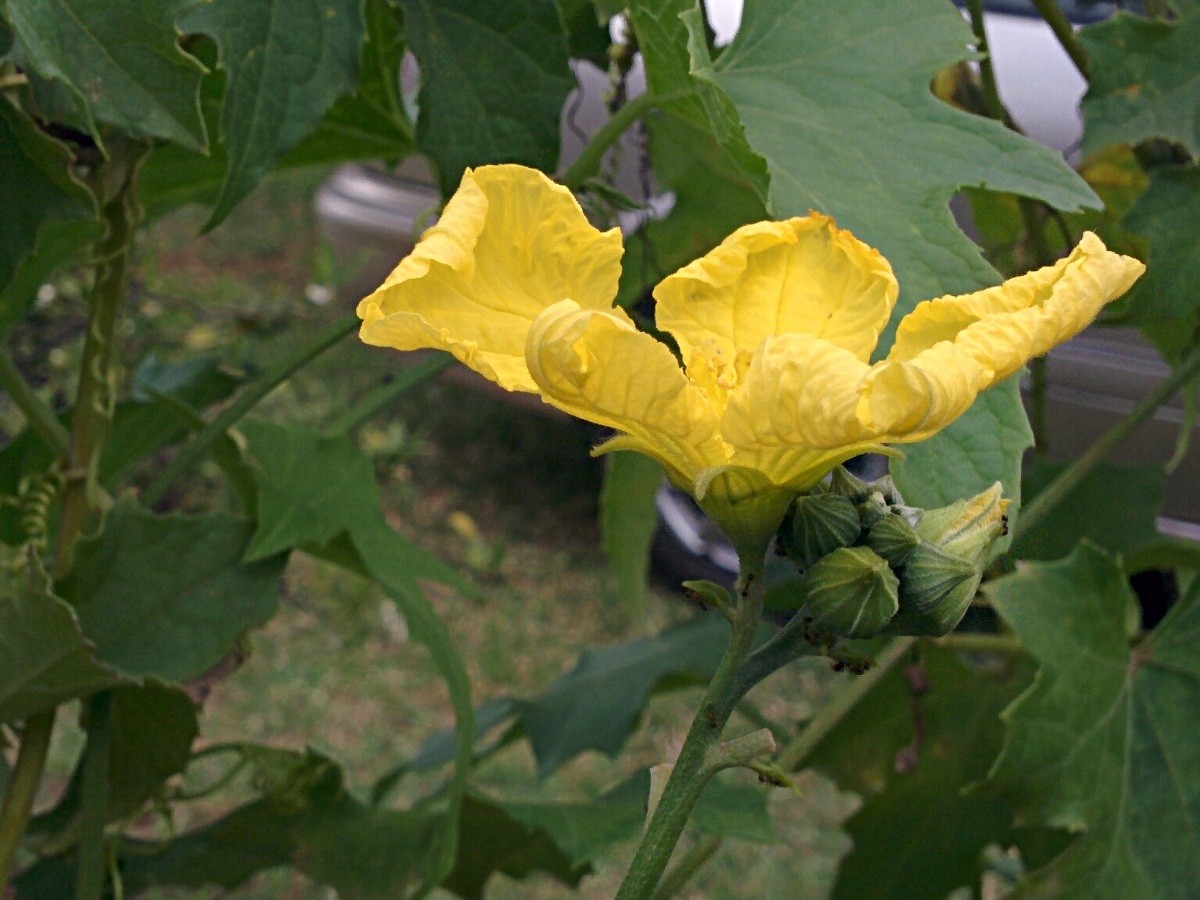 Luffa cylindrica Luffa cylindrica