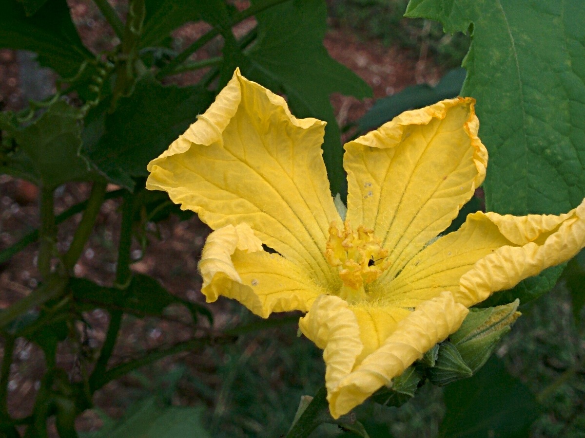 Luffa cylindrica Luffa cylindrica