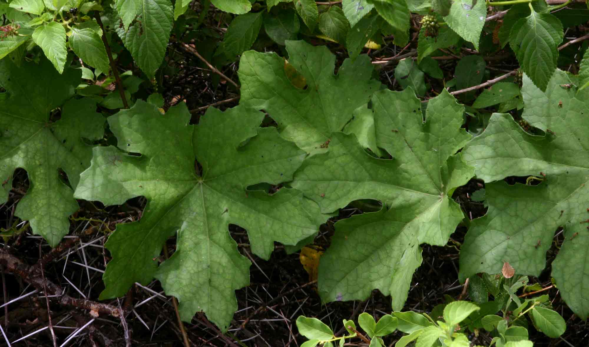 Luffa cylindrica Luffa cylindrica