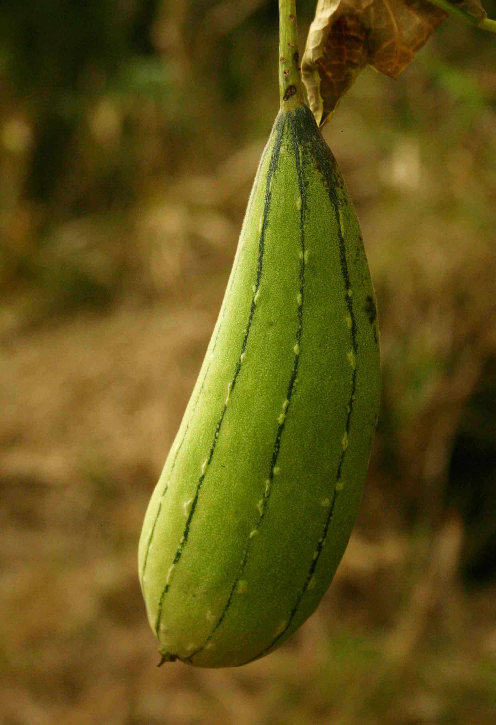 Luffa cylindrica Luffa cylindrica