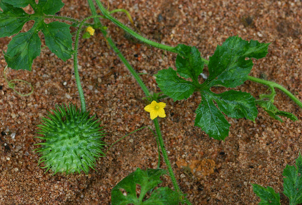 Cucumis anguria var. anguria Cucumis anguria var. anguria