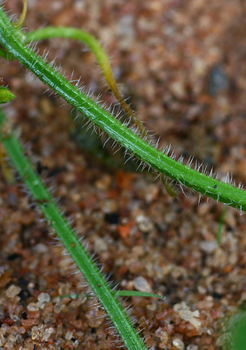 Cucumis anguria var. anguria Cucumis anguria var. anguria
