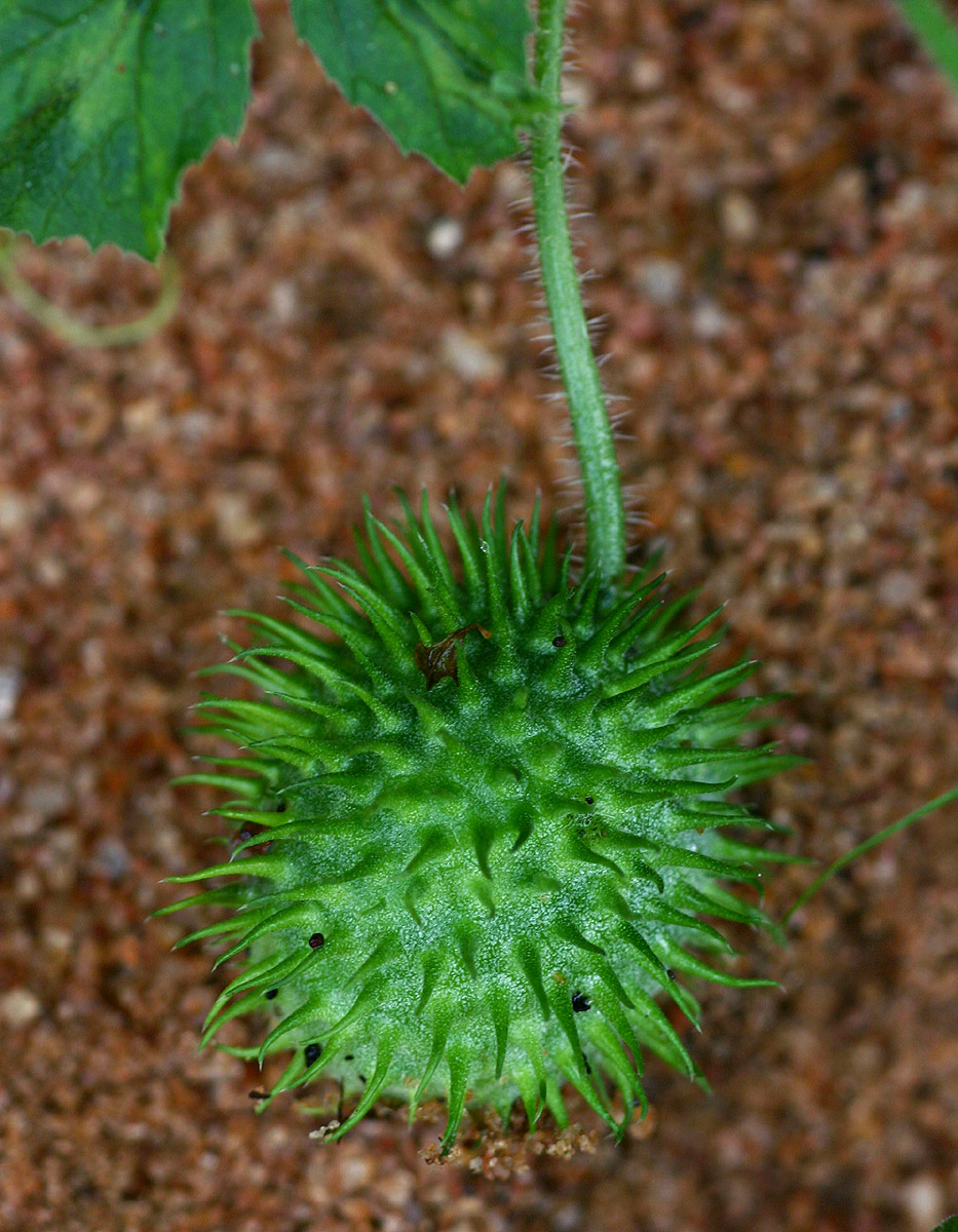 Cucumis anguria var. anguria Cucumis anguria var. anguria
