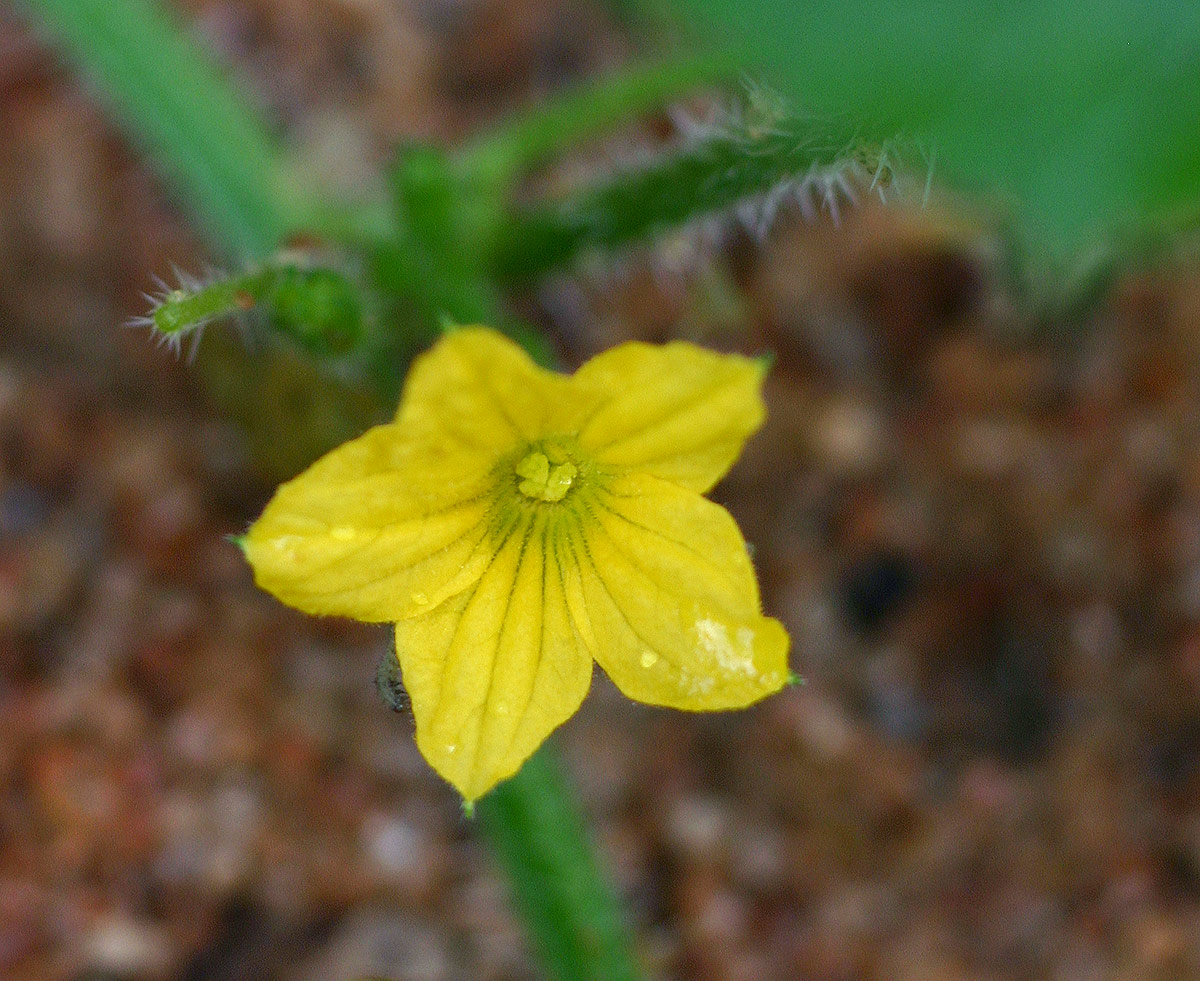 Cucumis anguria var. anguria Cucumis anguria var. anguria