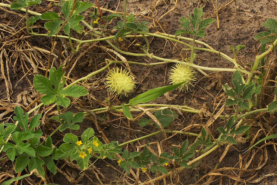 Cucumis anguria var. anguria Cucumis anguria var. anguria