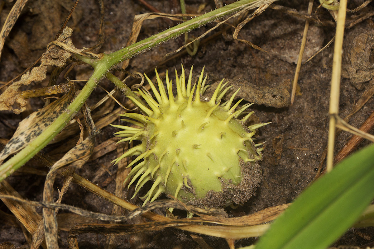 Cucumis anguria var. anguria Cucumis anguria var. anguria