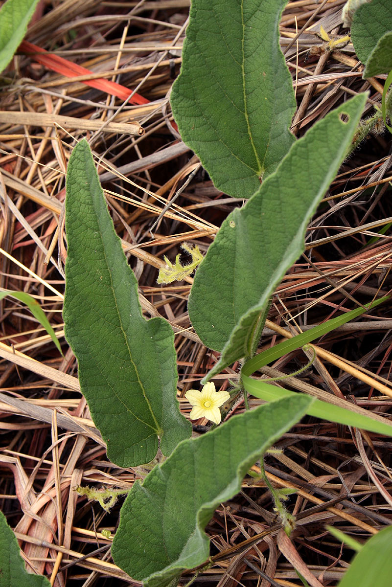Cucumis hirsutus Cucumis hirsutus