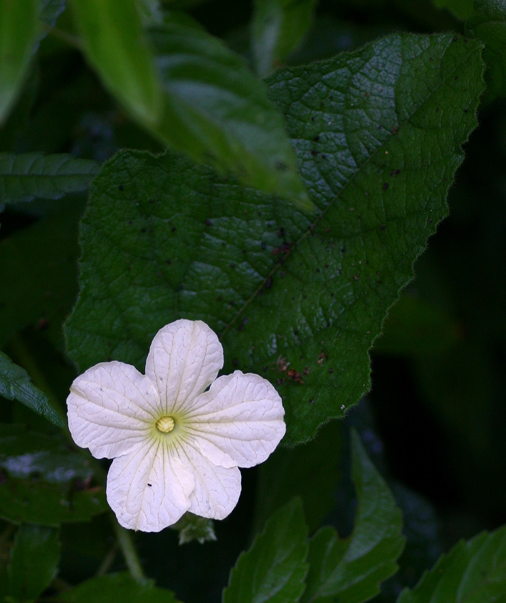 Cucumis hirsutus Cucumis hirsutus