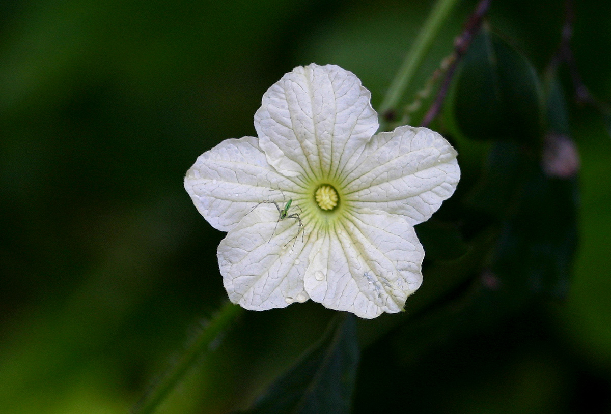 Cucumis hirsutus Cucumis hirsutus